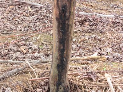 Young tree trunk with dark vertical canker at base standing in leaf-littered field