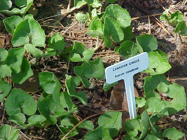 Canadian Wild Ginger