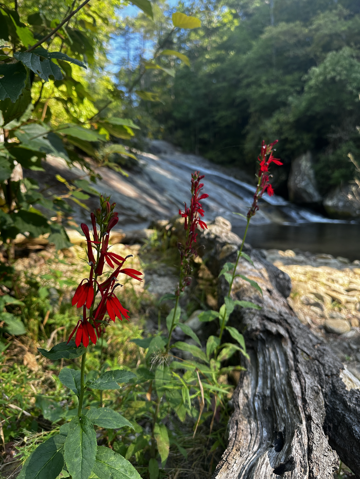 cardinal flowers