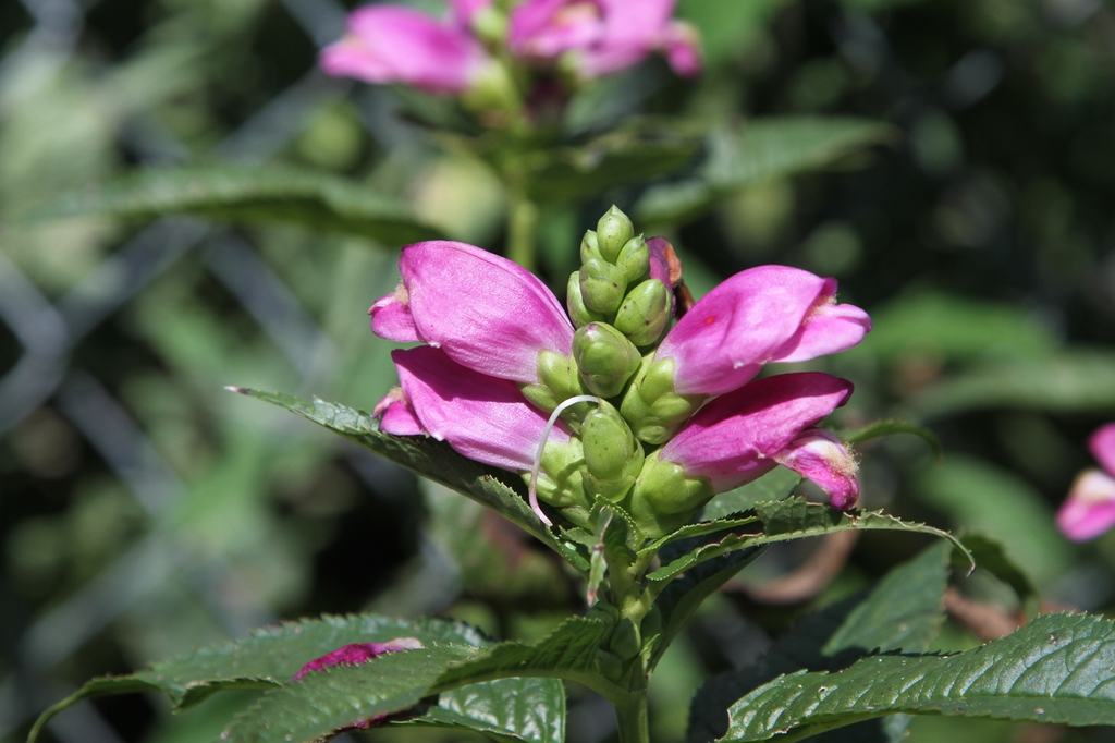 pink turtlehead