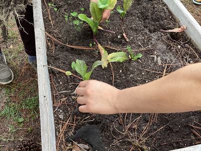 Clearing a vegetable bed in a school garden