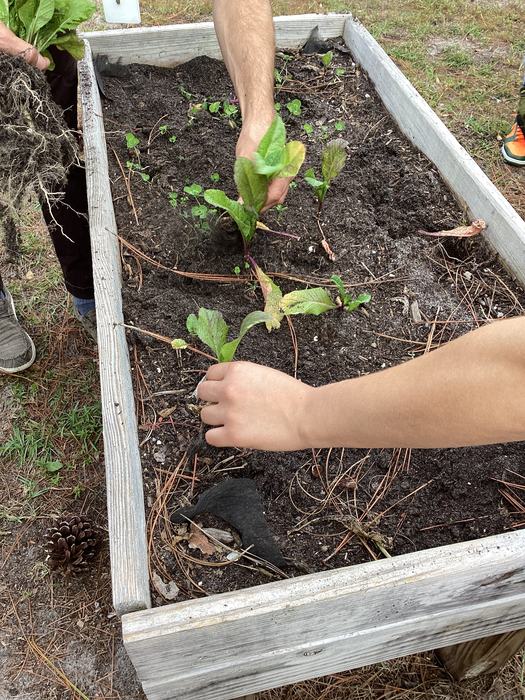 Clearing a vegetable bed in a school garden