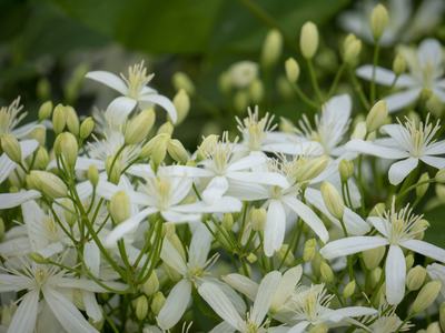 Clematis Terniflora
