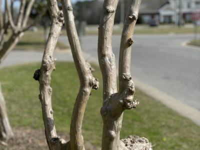 Crepe Murder! This is not a good practice, but if you must do it, wait until February so the branches do not split from the cold.