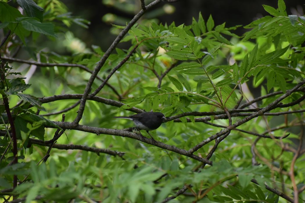 Dark-eyed Junco in a Tree