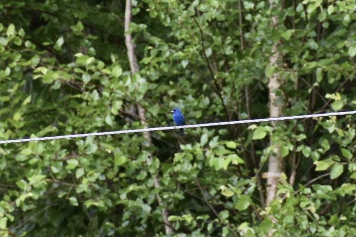 Indigo Bunting on a Power Line