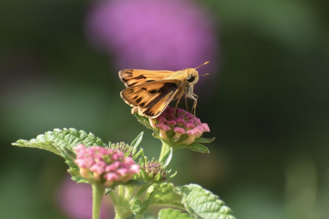 Skipper on Lantana