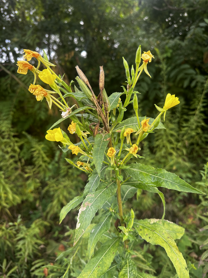 evening primrose