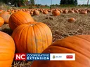 Pumpkins in the field