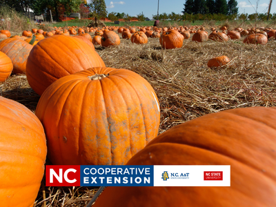 Pumpkins in the field