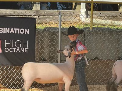 small child showing a sheep to the judges