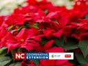 red poinsettia