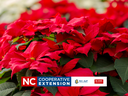 red poinsettia
