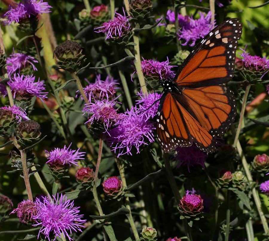 Monarch on blazing star