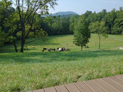 Grass with cows on it
