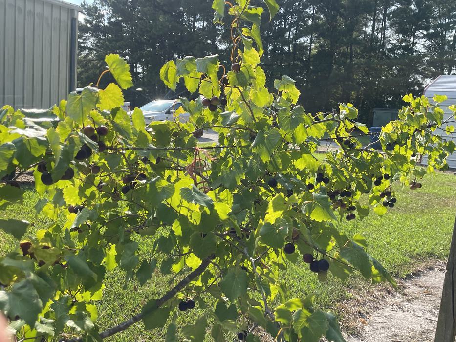I took the photo in our teaching garden here at the Beaufort County Center. This is an older vine (I presume the cultivar to be a superior) in which I have regrown and trained the cordons on to teach how this is done to gardeners in the area. 