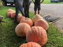 Volunteers stand beside a group of giant pumpkins that will be delivered to various businesses