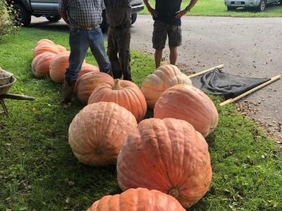 Volunteers stand beside a group of giant pumpkins that will be delivered to various businesses