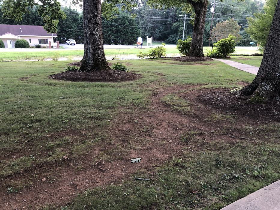 mowers damage tree roots