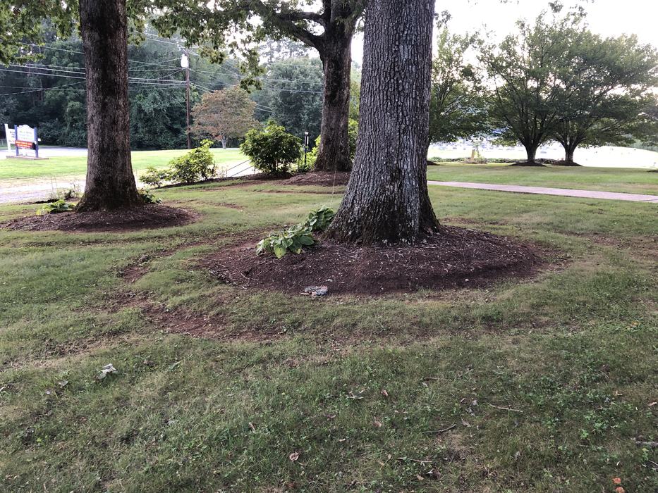 mower circles around trees