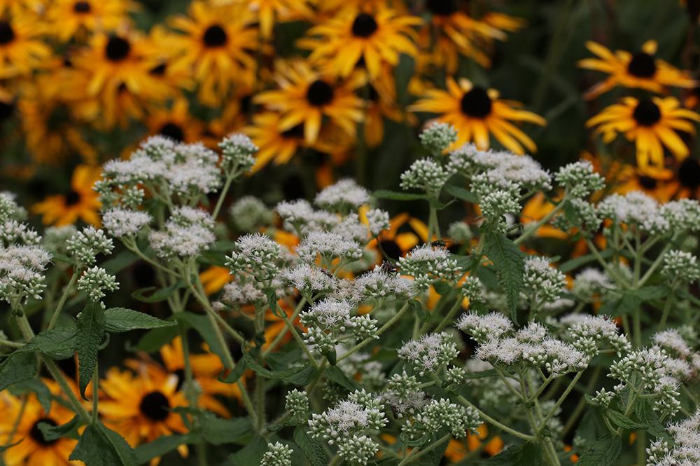 Boneset with orange coneflower. 