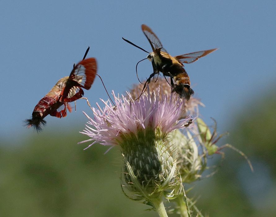 Hummingbird moths nectaring on field thistle 