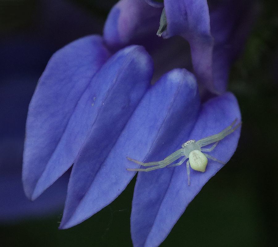 Crab spider on great blue lobelia