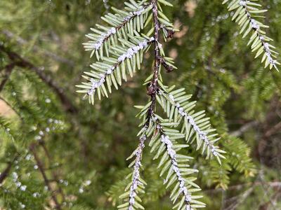 A green branch with white fluffy spots along main vein