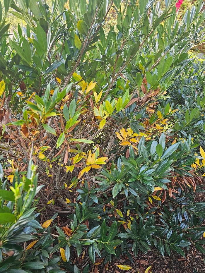 bark scale on cherry laurel