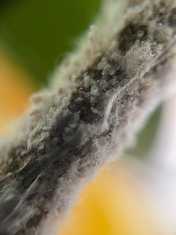 bark scale on cherry laurel