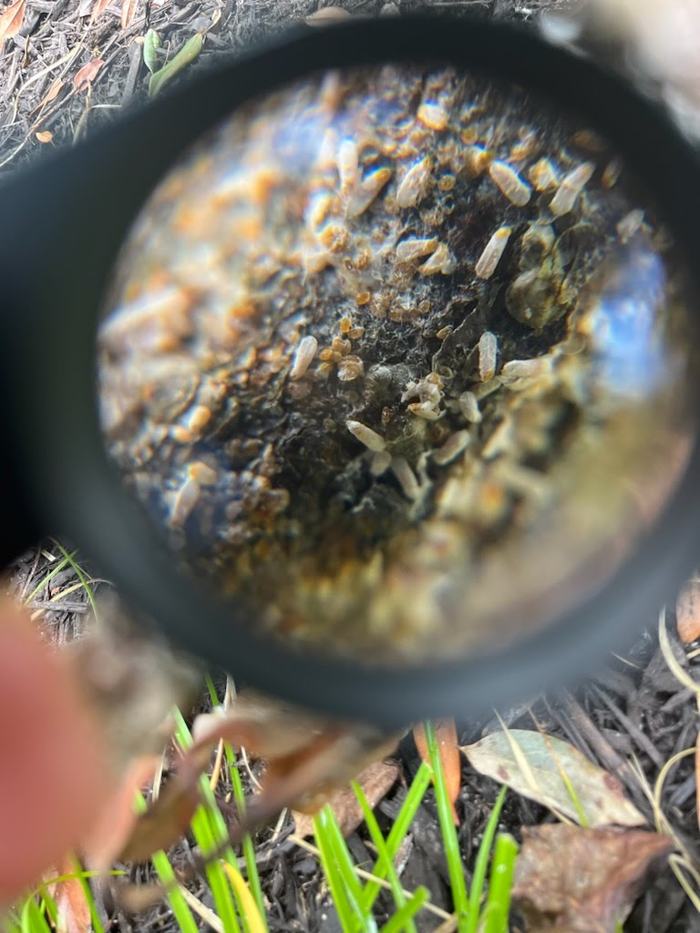 bark scale on cherry laurel