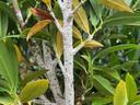 bark scale on cherry laurel