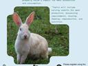 Meat The Rabbit flyer: white rabbit on grass; event Oct 23, 2023, Caton Road, Lumberton, NC