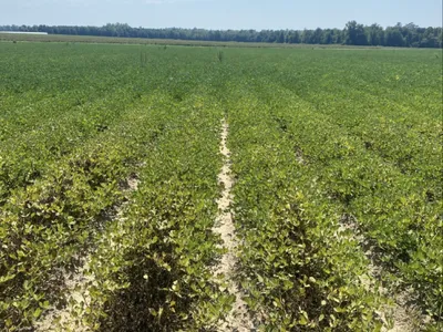 Rows of Peanut