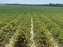 Rows of Peanut