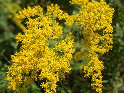 Clusters of small yellow wildflowers (goldenrod-like) against blurred green foliage
