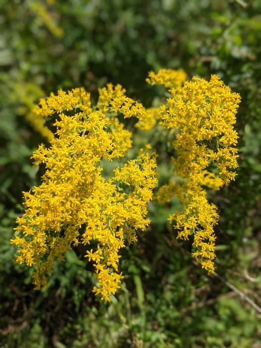 Goldenrod flower