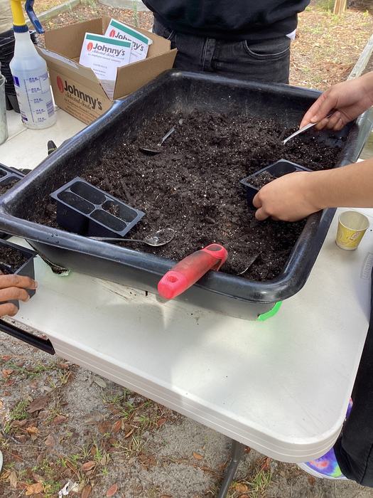 Planting fall seeds in school garden