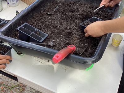 Planting fall seeds in school garden