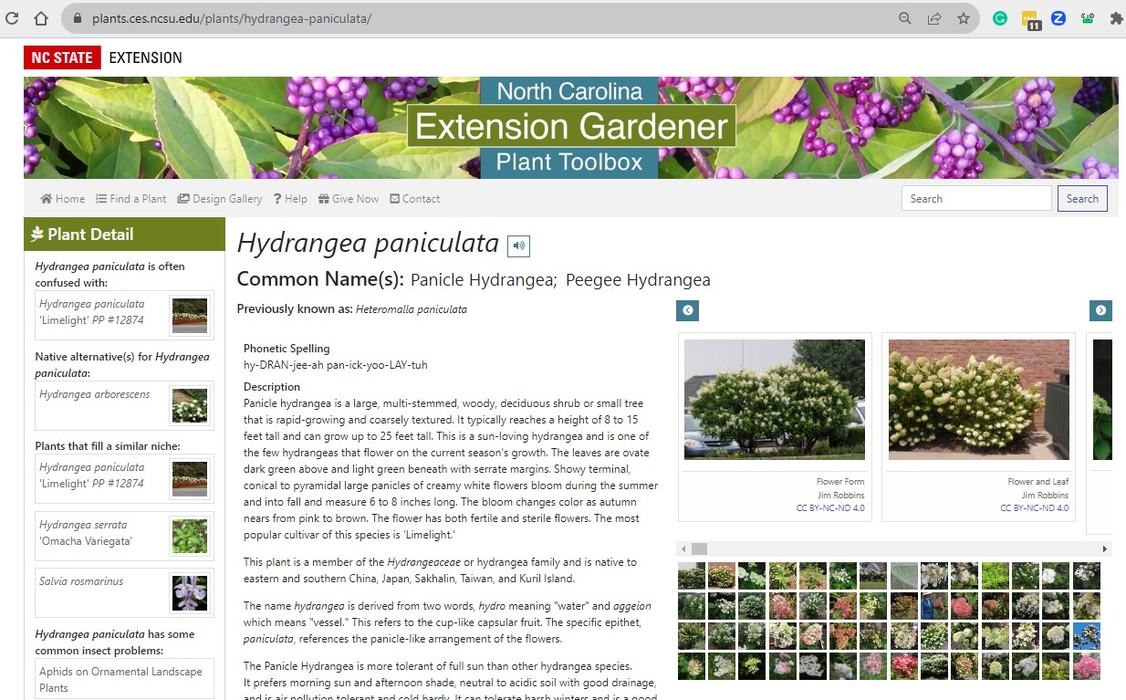 Screenshot of Hydrangea profile page in Plants.ces.ncsu.edu