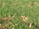 Green grass with scattered wood chips and dried plant debris
