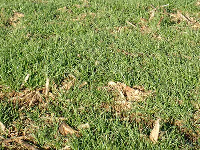Green grass with scattered wood chips and dried plant debris
