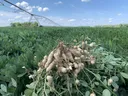 peanut digging
