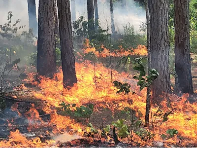 Fire In The Woods