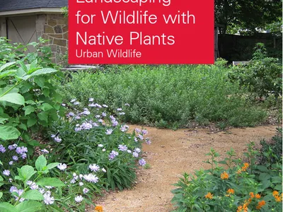 Garden path with native flowers; text: "Landscaping for Wildlife" and "NC STATE Extension"