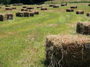 Rectangular hay bales scattered across a mown grassy field