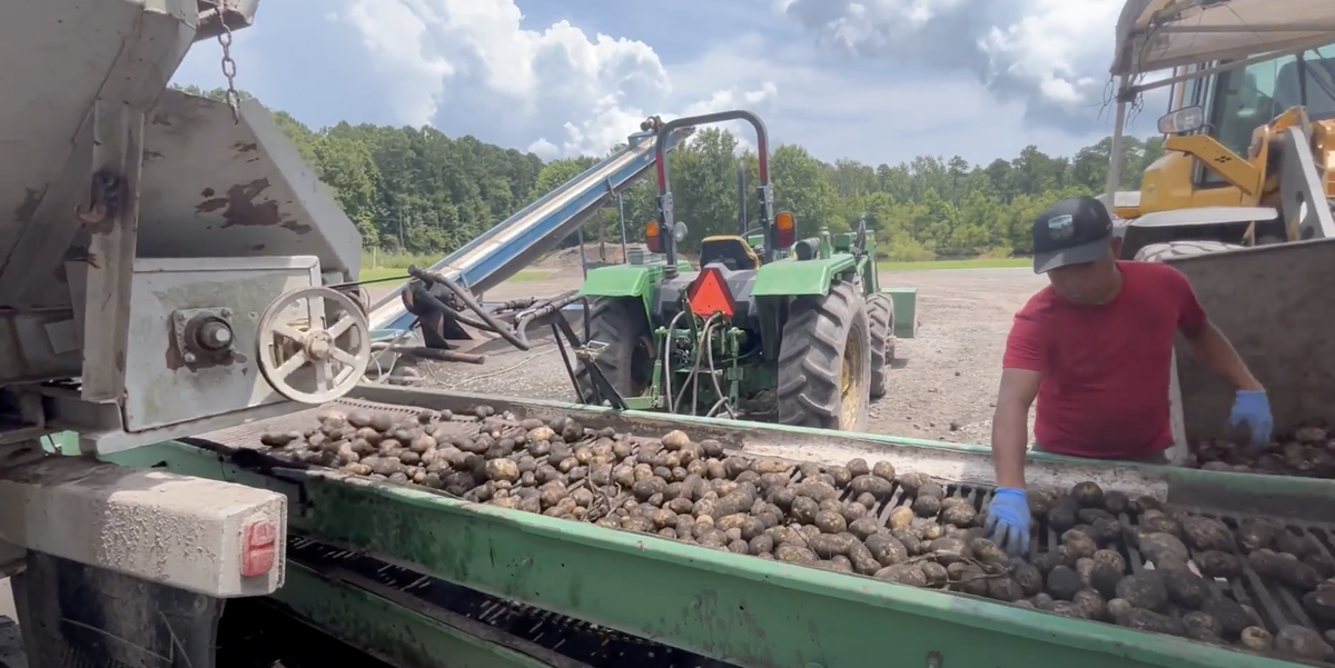 Worker wearing gloves sorts harvested potatoes on a conveyor belt next to a tractor