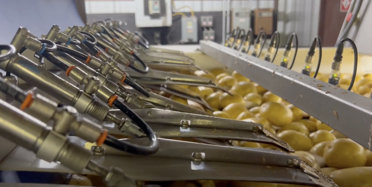 Industrial grading machine sorting yellow potatoes using metal paddles and sensor cables