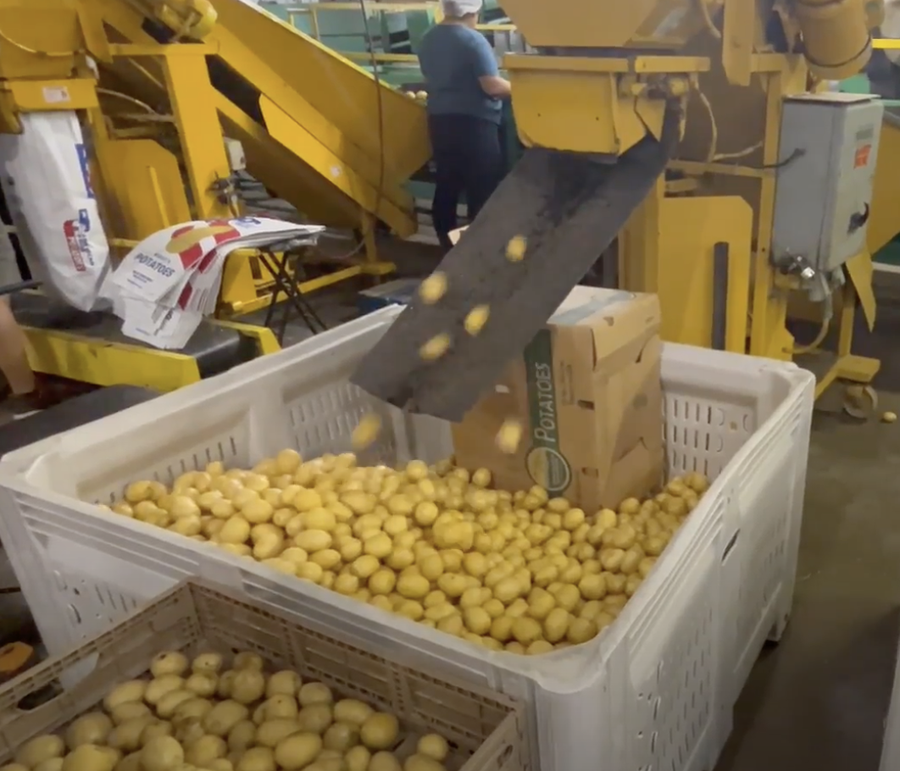 Conveyor dropping potatoes into large bin with box labeled "POTATOES" in packing facility