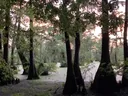 Bald cypress trees with buttress trunks surrounding a duckweed-covered swamp at sunset